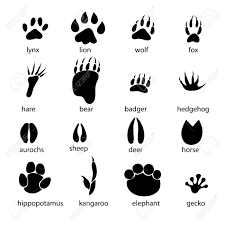 33709444 Graphic Set Of Animal Footprints On A White Background Stock Vector Jpg 1300 1300 Animal Tracks Animal Footprints Prints