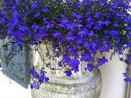Pin On Garden List