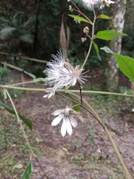 Image result for Lactuca glandulifera