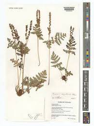 Image result for Anemia angolensis