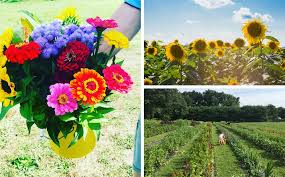 Get back to college on your own terms. 8 Pick Your Own Flower Farms Near New York City 6sqft