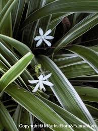 Image result for Chlorophytum fischeri