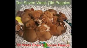Our moderators have been alerted and will attend to the matter as soon as possible. Ten Little Puppies Say Thank You By Julia Aufderheide
