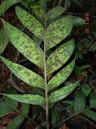 Image result for Pearsonia aristata
