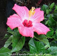 Image result for Hibiscus