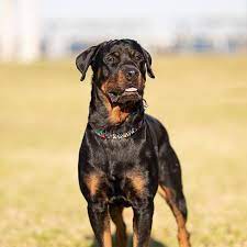 Columbus ohio pets and animals 400 $. Ohio Rottweiler Rescue Home Facebook