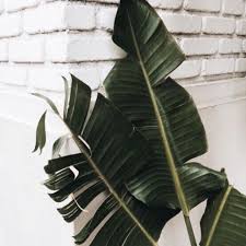 Well not all plants but most? Pin On Plants