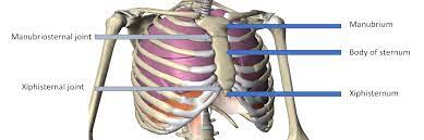 Your sternum is the long flat bone which goes from your throat to the bottom of your ribs. Sternal Injury Rib Injury Clinic