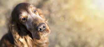 Click here to know more on healing after loss through the grieving process. Should I Arrange My Pet S Cremation Through A Vet
