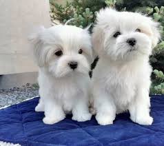 They ensure that the potential owner matches the dog. Cute Maltese Puppies Are Ready For A Good Home St George News