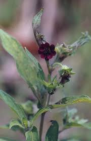 Image result for Aspilia kotschyi