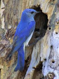 Bird Of The Month Bird Of The Month Mountain Bluebird Birds Blue Bird World Birds