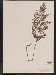 Image result for Asplenium angolense