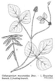Image result for Calopogonium mucunoides