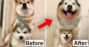 An alaskan malamute was shot in the head at a lake campsite in idaho after a camper mistook her for a wolf when. 40 Adorable Photos Of Alaskan Malamutes Showing They Re Just Gentle Giants Really
