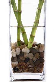 Lucky bamboo plant care tips. Rotting Lucky Bamboo Plants Tips For Preventing Rot In Lucky Bamboo
