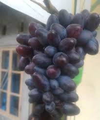 Check spelling or type a new query. Luar Biasa 11 Jenis Anggur Ini Yang Paling Genjah Di Indonesia Pohon Anggur Genjah