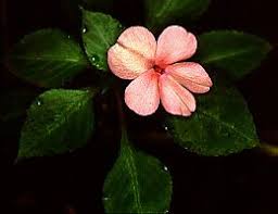 Image result for Impatiens burtonii