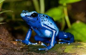 Technisch sind schlangen nicht giftig, sondern ihr gift tötet dich. Top 10 Die Gefahrlichsten Tiere Der Welt Kunstop De Gefahrliche Tiere Blauer Baumsteiger Reptilien Und Amphibien