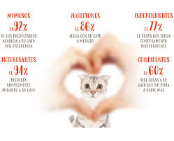 El Primer Estudio En El Mundo Sobre El Vinculo Entre Personas Y Gatos Fundacion Affinity