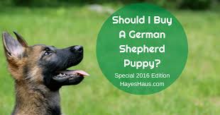 A study was conducted in 2015 which compiled data on dogs and cats in shelters nationwide. German Shepherd Puppy Pricing Lifetime Ownership Cost Analysis