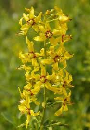 Image result for Lysimachia barbata