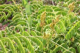 Image result for Guilandina bonduc