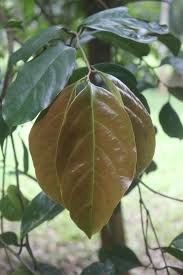 Image result for Chaetocarpus
