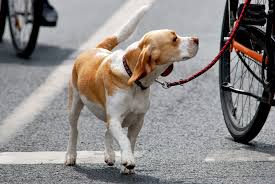 Sicher Mit Dem Hund Unterwegs Deutsche Verkehrswacht