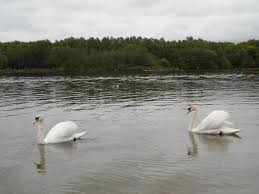 Both rent canoes and kayaks, sell fishing bait and fishing licenses. Brereton Lake Cheshire Canoes