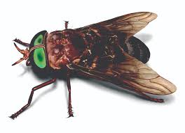 Use a swimming pool cover. Horse Fly Control Get Rid Of Horse Flies In The House