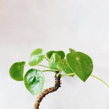Image result for Pilea angolensis