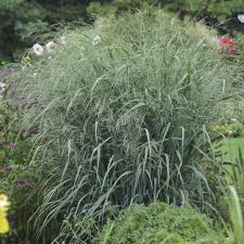 Image result for Panicum