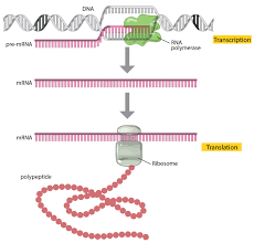 The mrna technology behind the new coronavirus vaccines has been in development for almost two decades. Translation Dna To Mrna To Protein Learn Science At Scitable