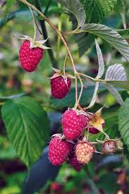 Read honest and unbiased product reviews from our users. Raspberry Tree Raspberry