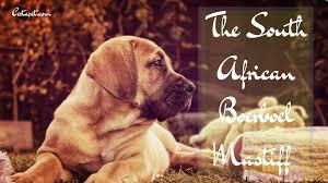 The South African Boerboel Mastiff A Majestic Beast Certapet
