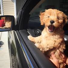 The goldendoodle is bred to be a family dog. Goldendoodle For Sale Texas Craigslist Goldendoodle Puppies Available For Sale Now Facebook