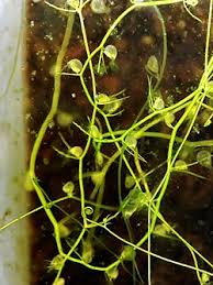 Image result for Utricularia gibba