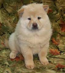 Gorgeous Chow Chow Puppies In Cape Town Dogs Puppies Public Ads 30423