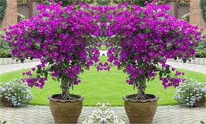 Garten Express Deal Des Tages Groupon Topfpflanzen Garten Terrassenbaume