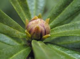 Image result for Synandrodaphne