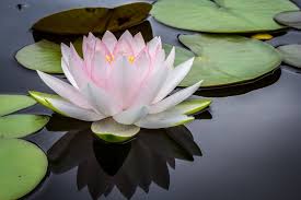 Lotus flower stock photos and images (77,544). 27 Lotus Pictures Download Free Images On Unsplash
