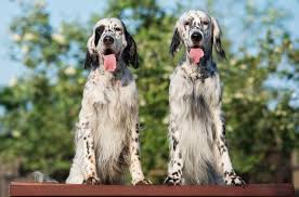 Symptoms of hemangiosarcoma in dogs. What Is Hemangiosarcoma In Dogs Petguide