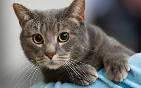 At this age, their immune system is not tough and couldn't resist potential pathogens. The Top 20 Mixed Cat Breeds In The World