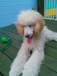 Find or rehome a dog, cat, bird, horse and more on kijiji: Whoops I Couldn T Find That Listing Sorry Poodle Puppy Poodle Standard Poodle