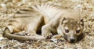 Tiger London Zoo Thylacine Prehistoric Animals Endangered Animals