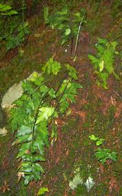 Image result for Asplenium blastophorum