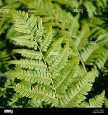 Image result for Pteridium aquilinum