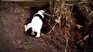 You will see new bamboo shoots emerge from the ground, since it's impossible to get all of the rhizomes the first time. How To Remove Bamboo From Your Garden Youtube
