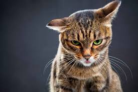 If you see a cat chasing its tail, you can be sure that they started twitching it first! Tail Twitches And More All About Cat Communication
